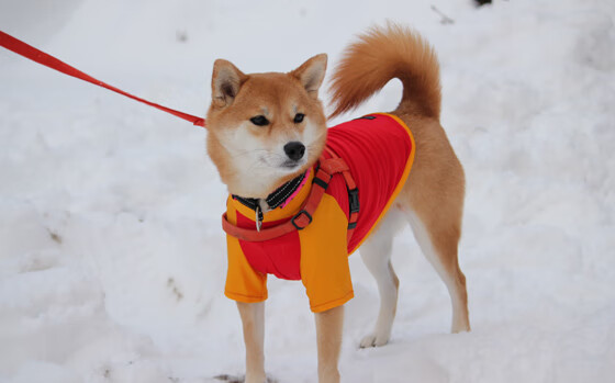 九游娱乐网站-“爵士队交易新援,增强球队深度”,爵士队最新交易消息